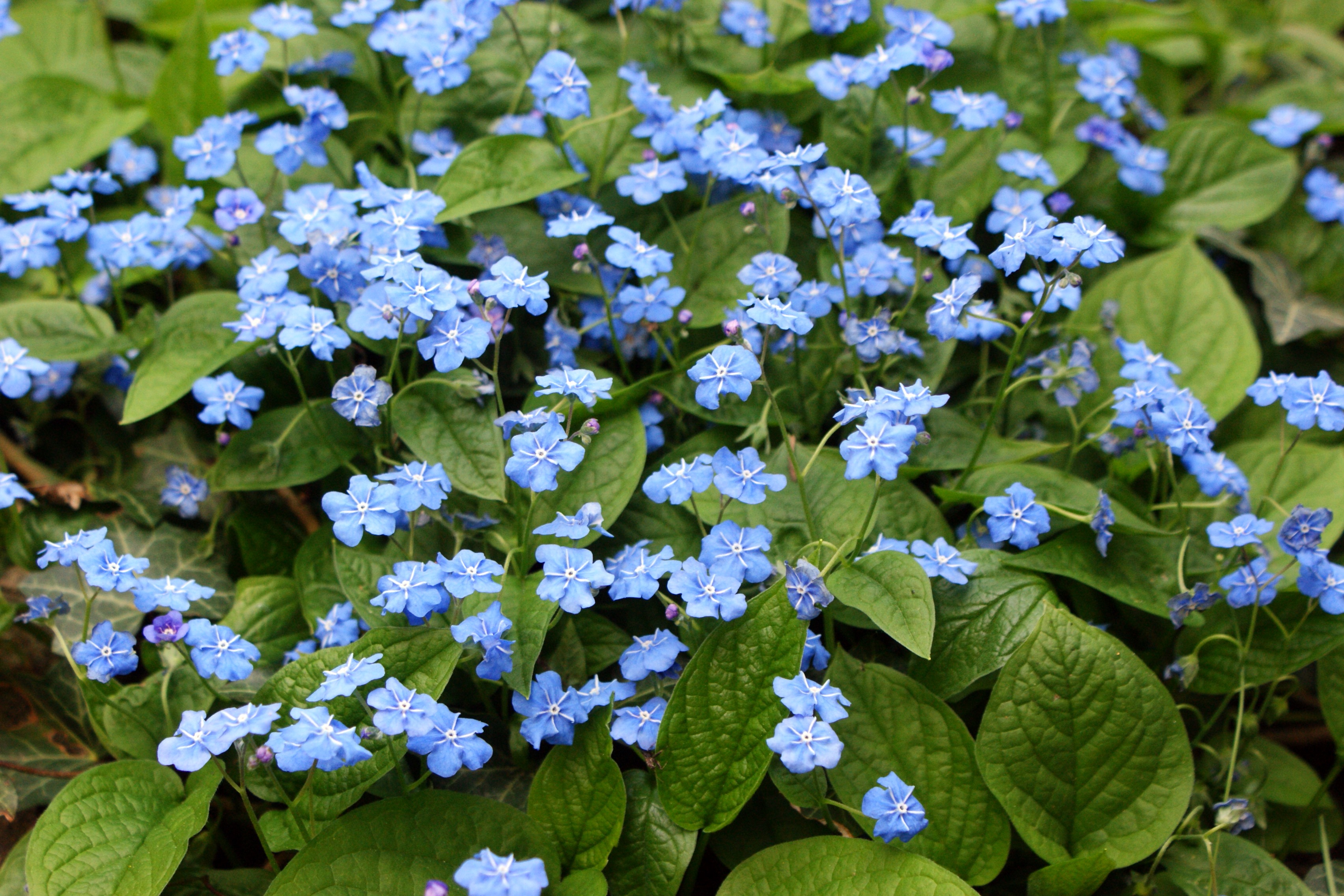 Omphalodes verna